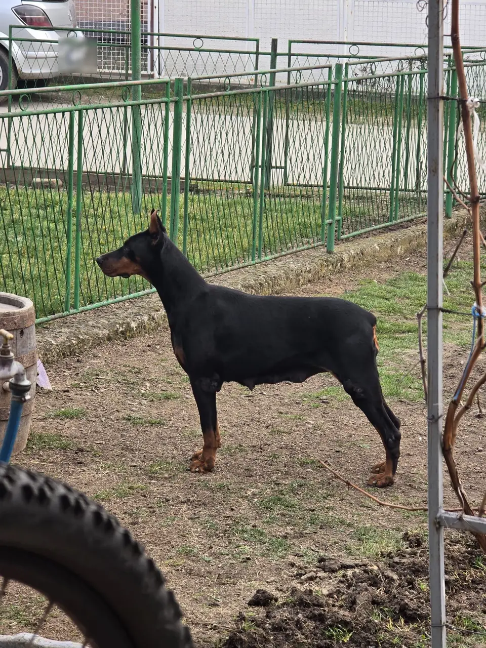Arya, matka szczeniąt, czarna podpalana suka dobermana w ogrodzie