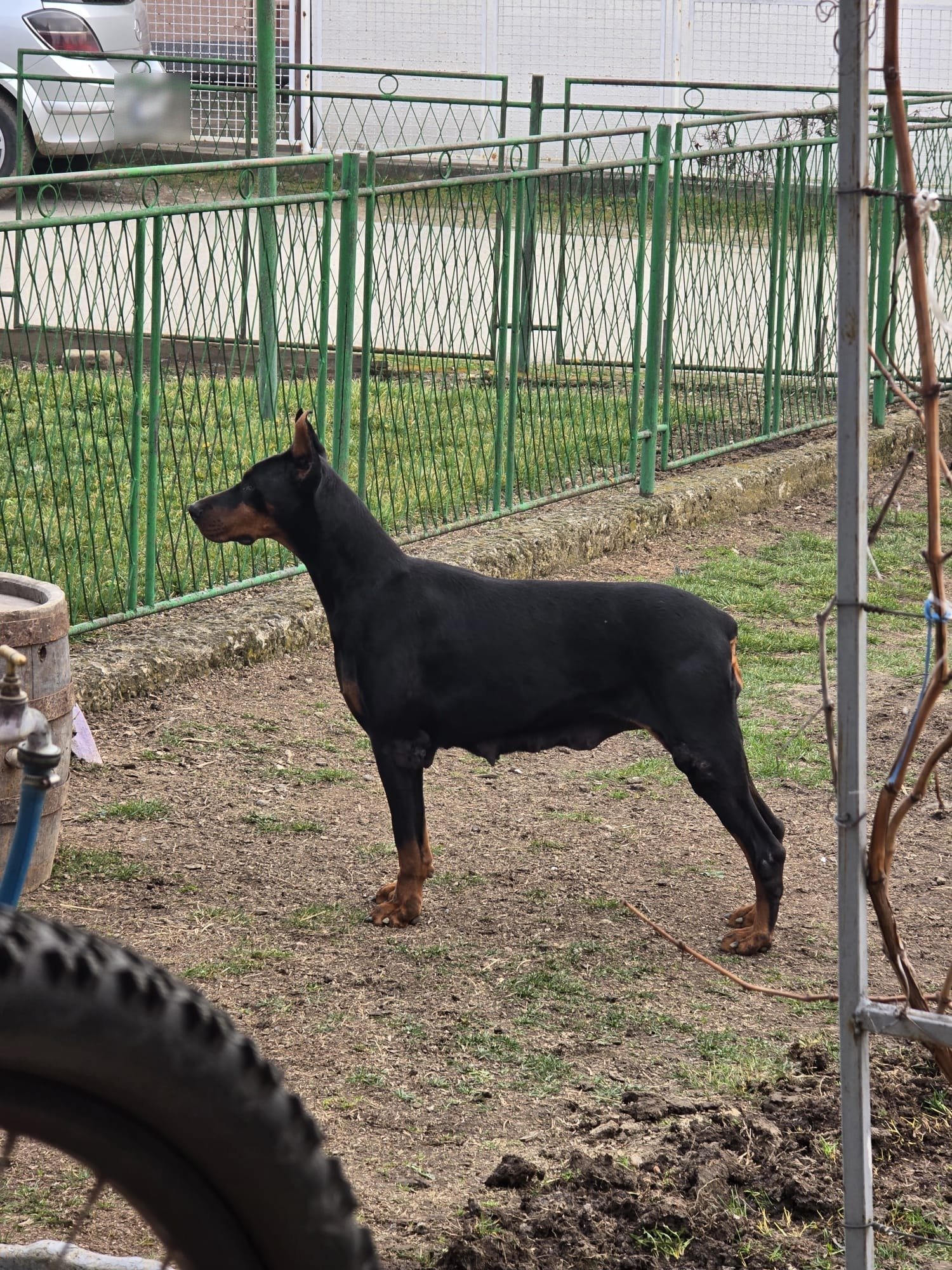 Arya, matka szczeniąt, czarna podpalana suka dobermana w ogrodzie