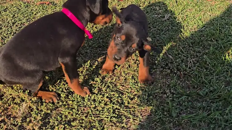 Doberman puppy