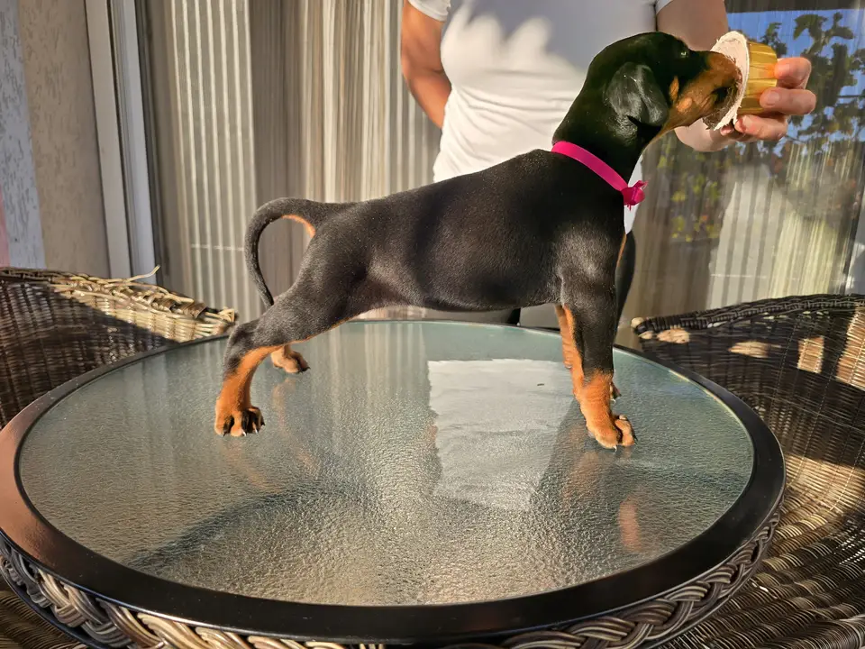 Raspberry, Doberman puppy, photo 7