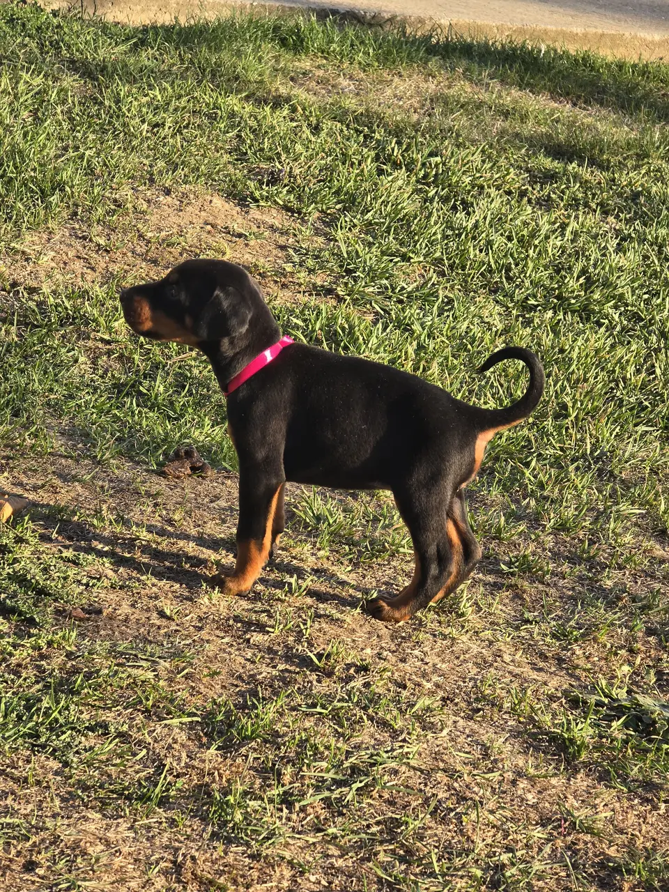 Raspberry, Doberman puppy, photo 2