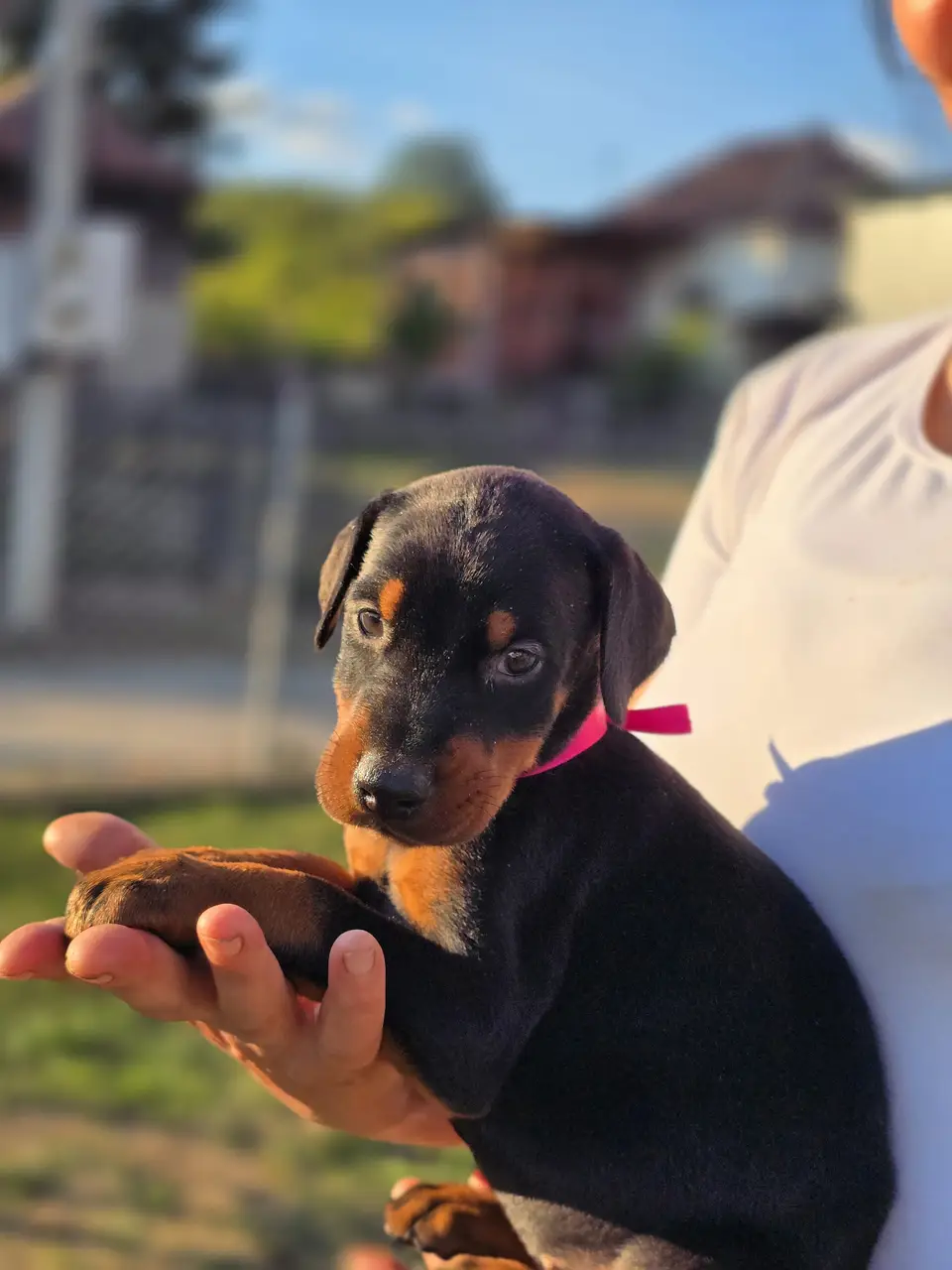 Raspberry, Doberman puppy, photo 1