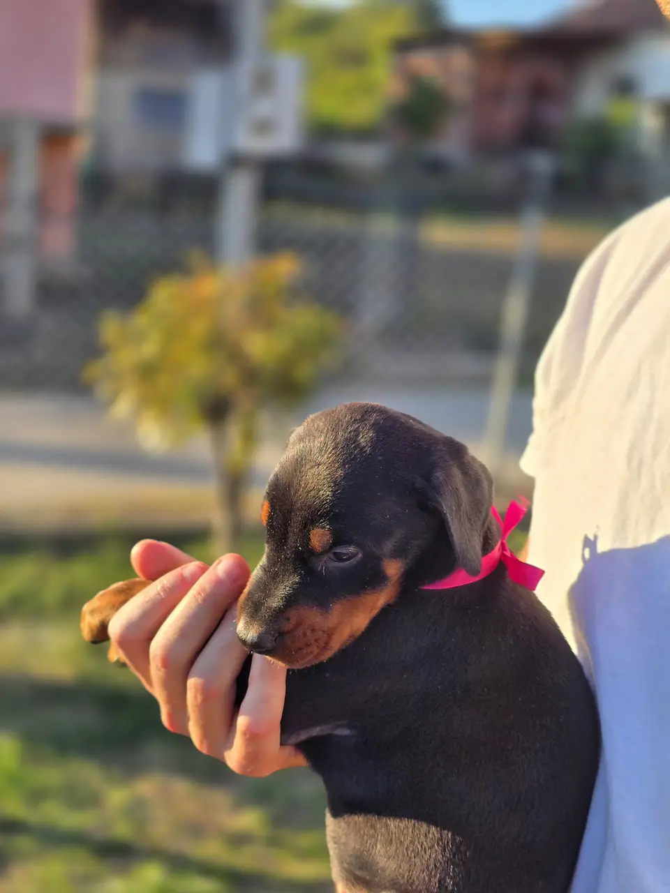 Raspberry, Doberman puppy, photo 4