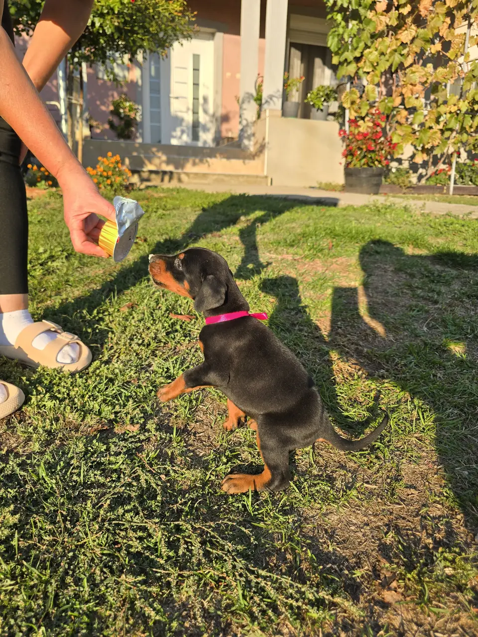 Raspberry, Doberman puppy, photo 5