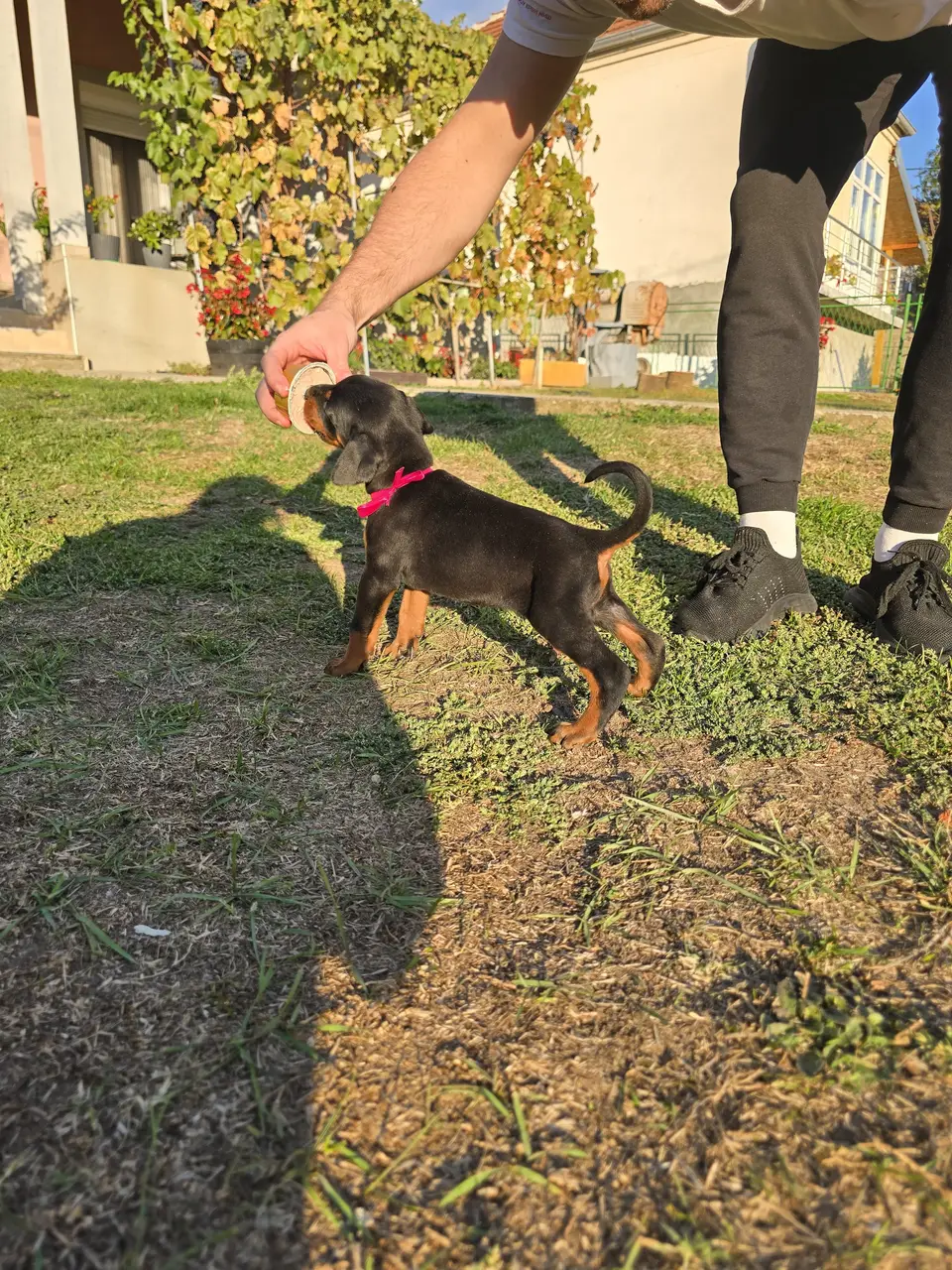 Raspberry, Doberman puppy, photo 6
