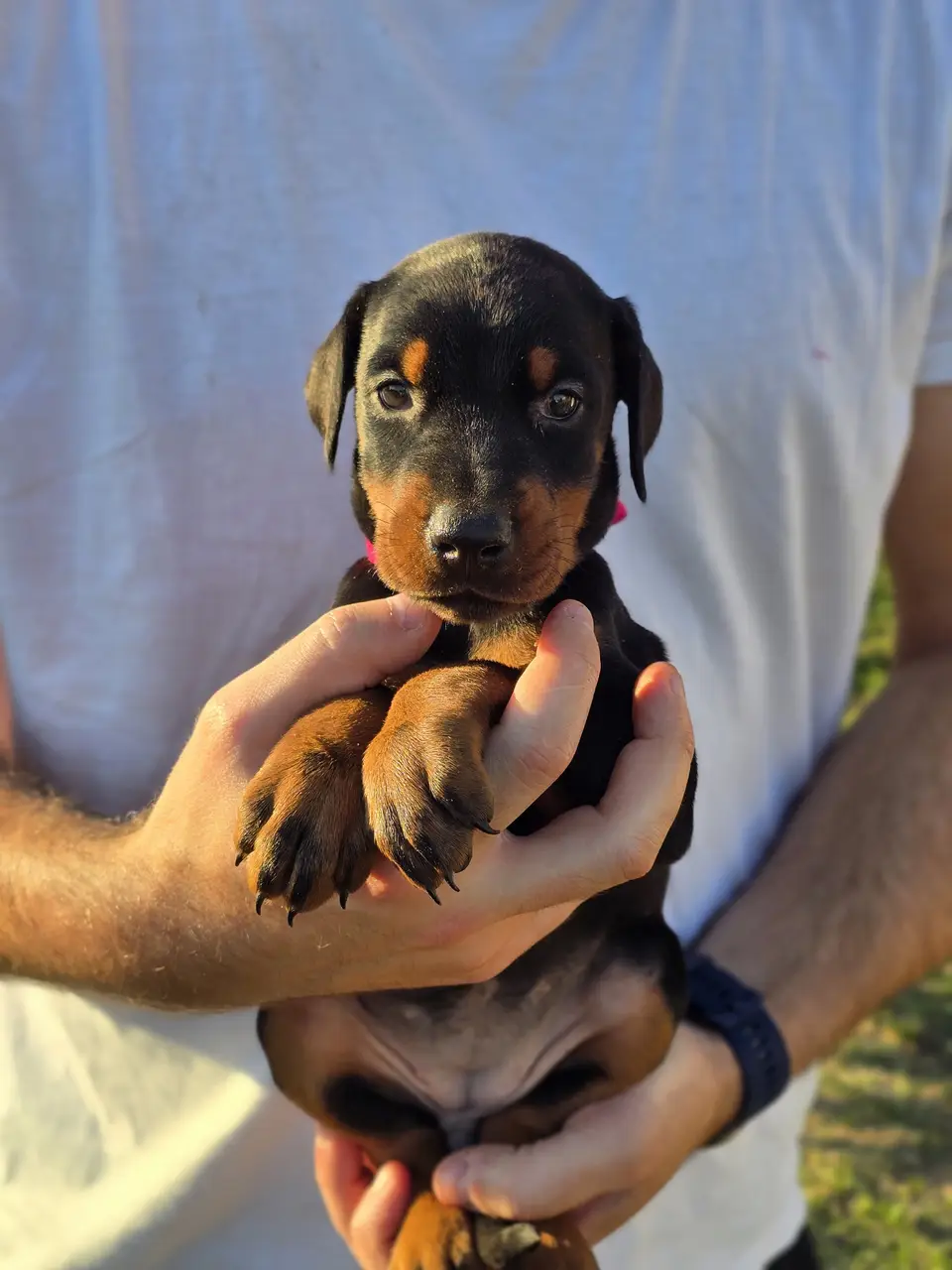 Raspberry, female doberman born 23 August 2026
