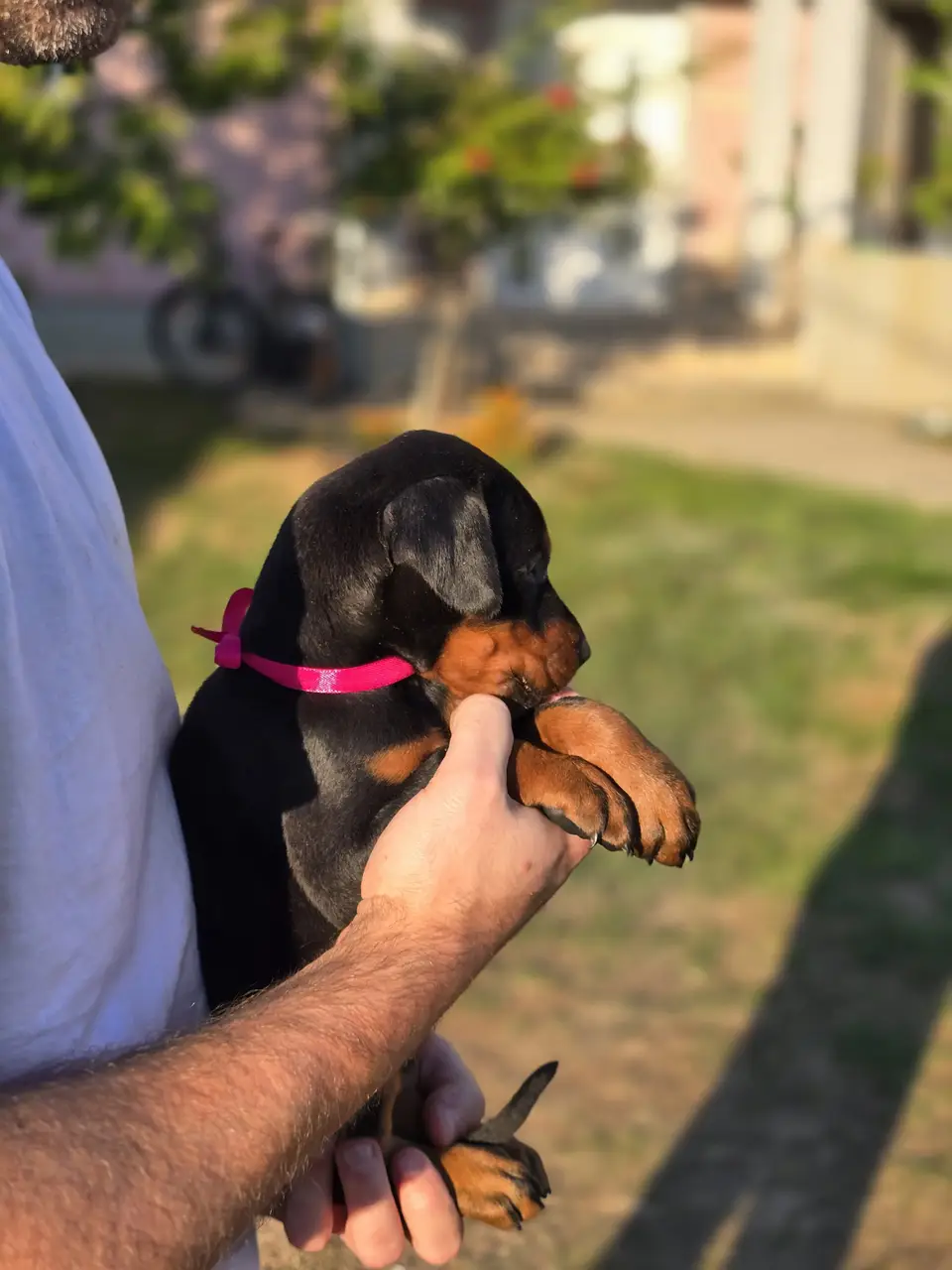 Raspberry, Doberman puppy, photo 3