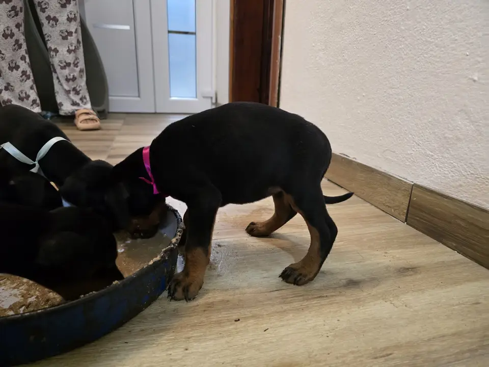 Raspberry, Doberman puppy, photo 1