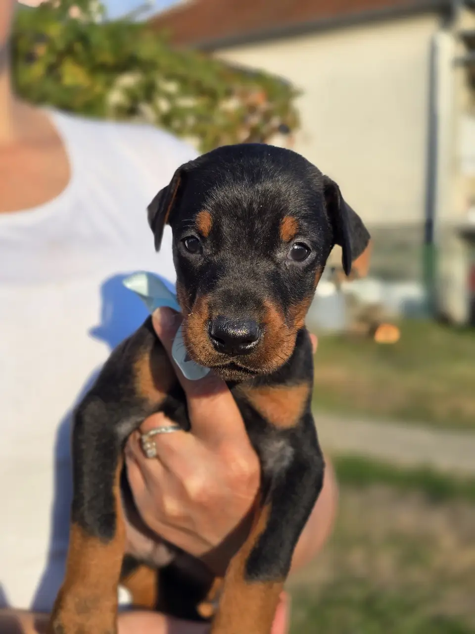 Blue, Doberman puppy