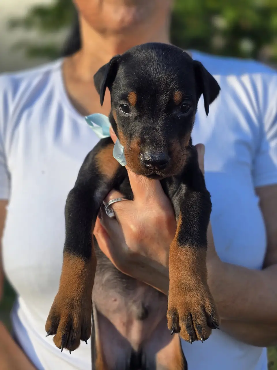 Blue, Doberman puppy, photo 1