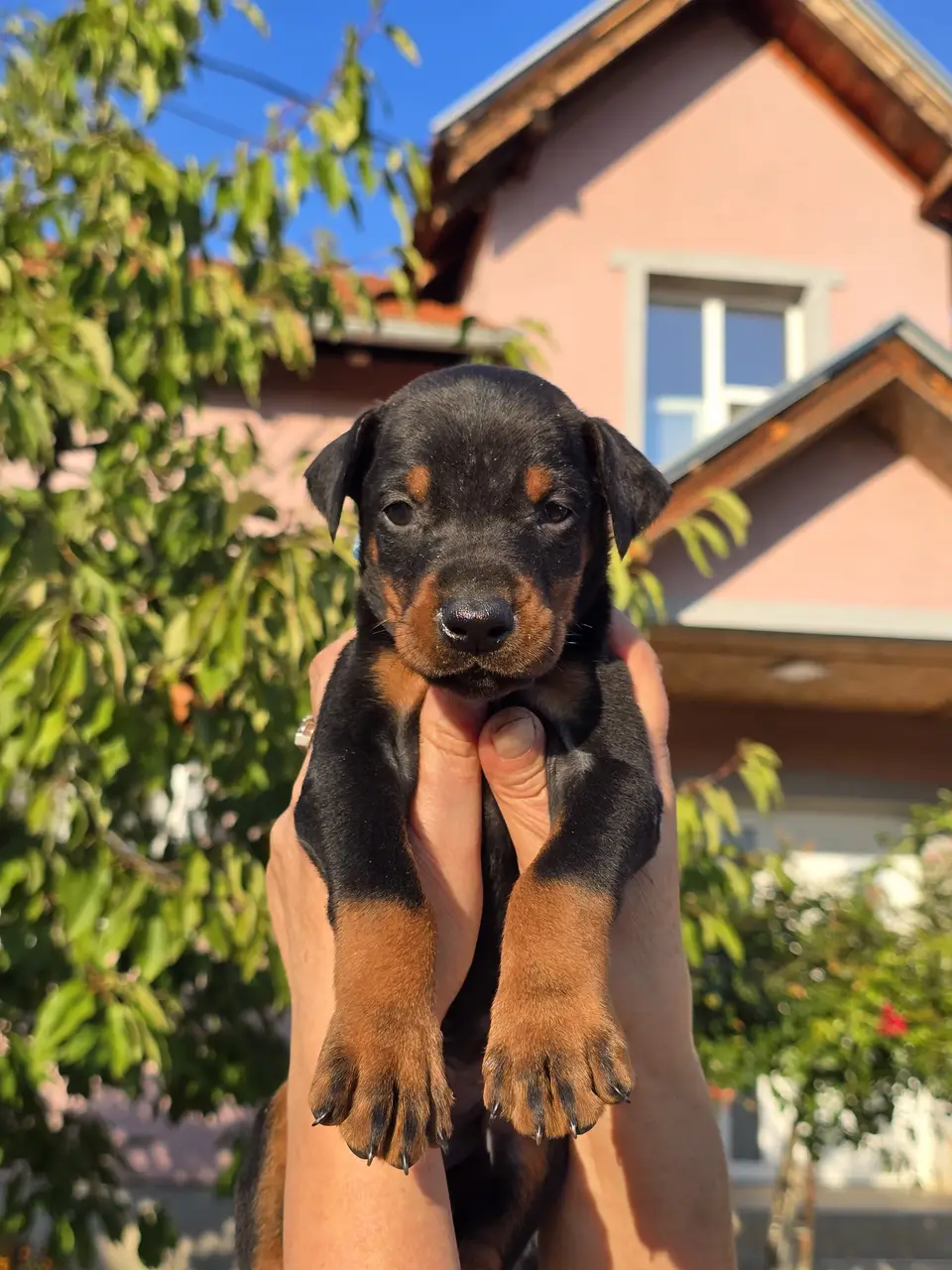 Blue, Doberman puppy, photo 2