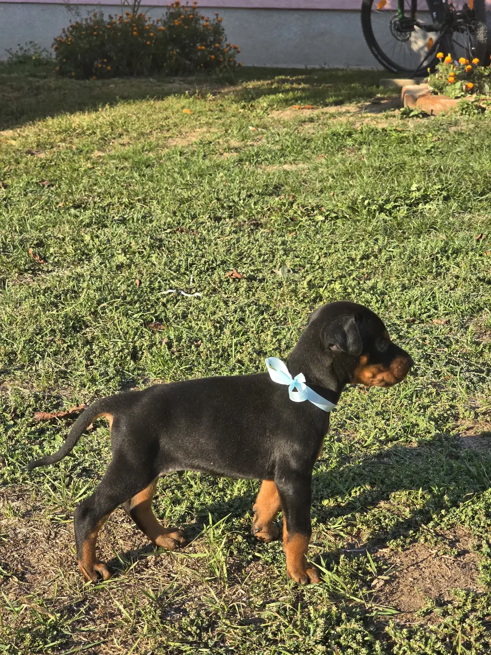 Blue, Doberman puppy, photo 3