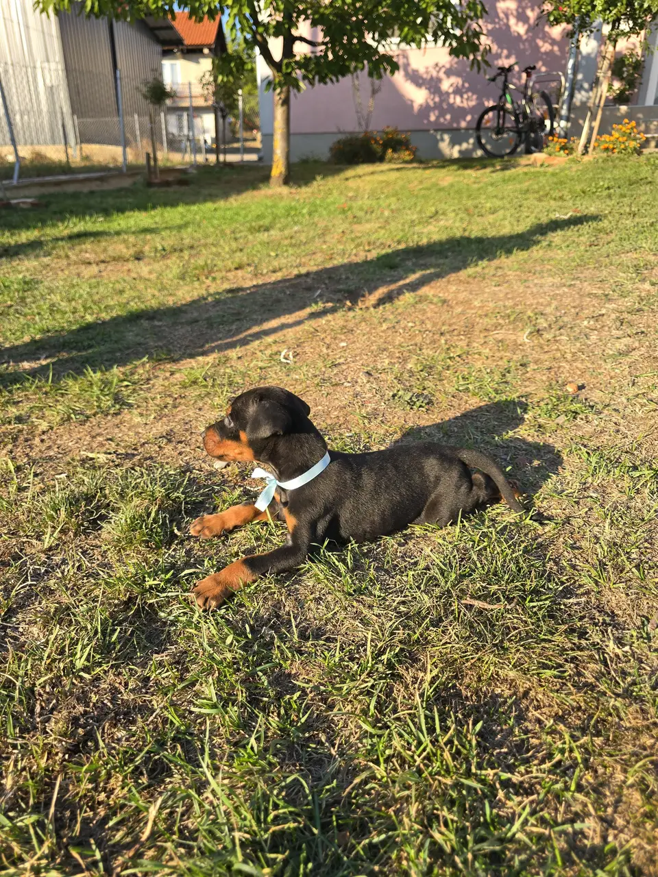 Blue, Doberman puppy, photo 4