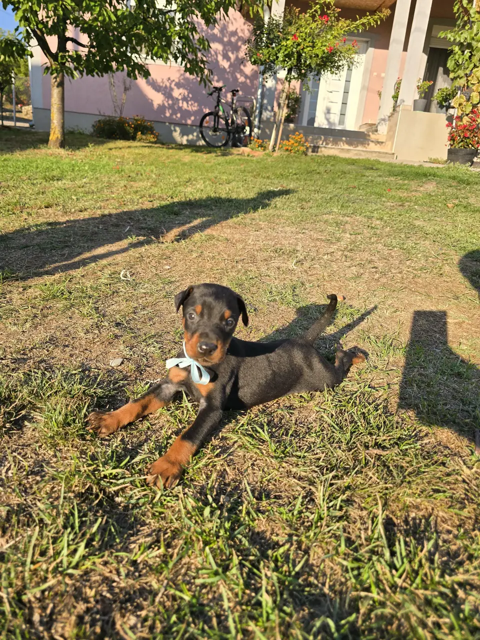 Blue, Doberman puppy, photo 5