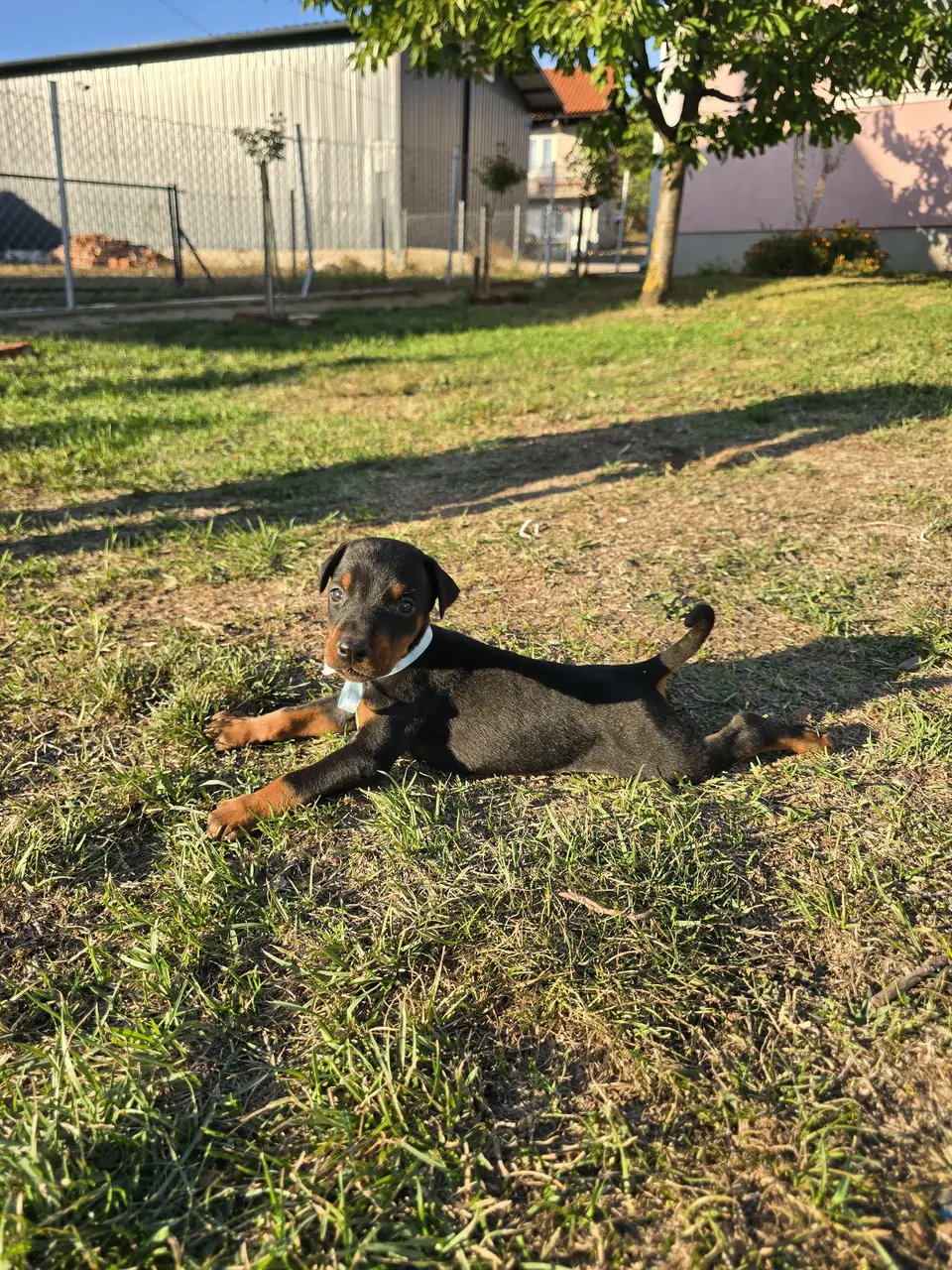 Blue, Doberman puppy, photo 6