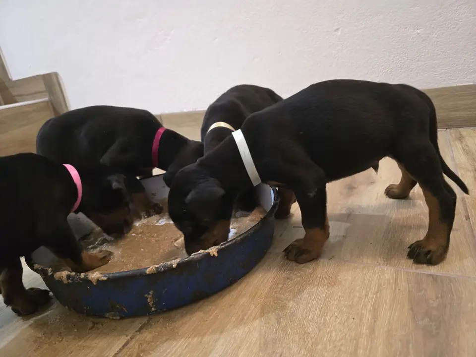 Blue, Doberman puppy, photo 1