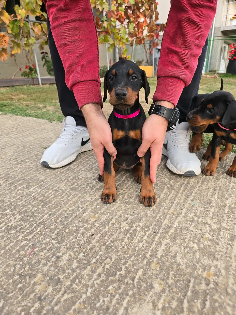 Raspberry, Doberman puppy, photo 1
