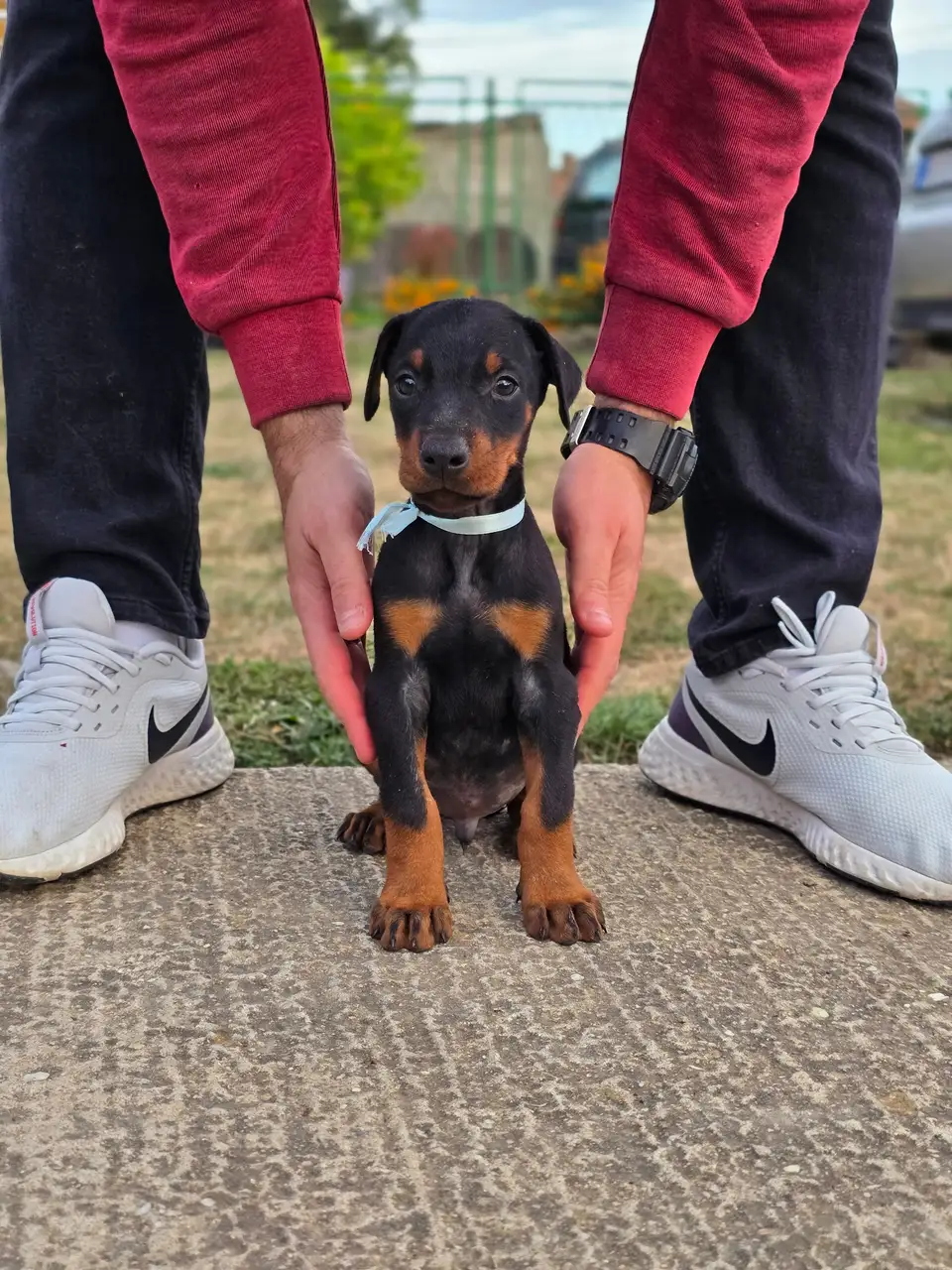 Blue, Doberman puppy, photo 1