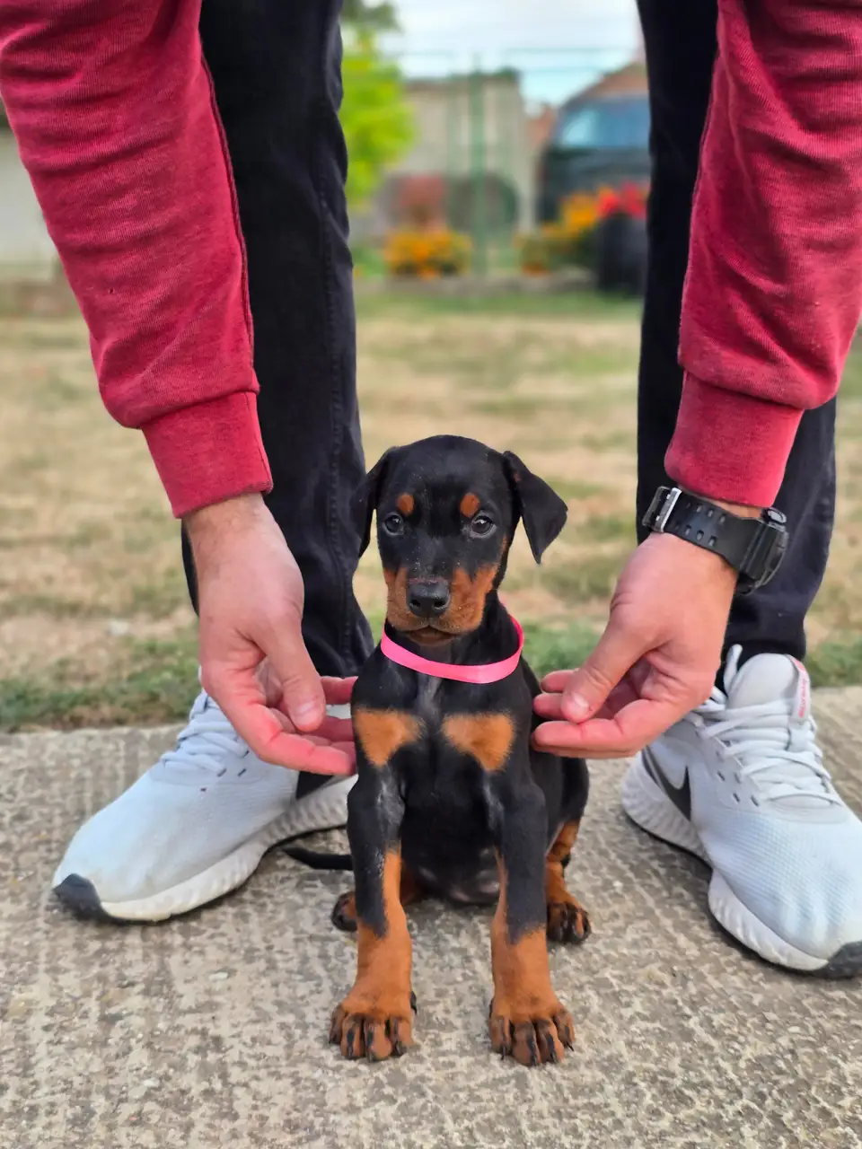 Pink, Doberman puppy, photo 1