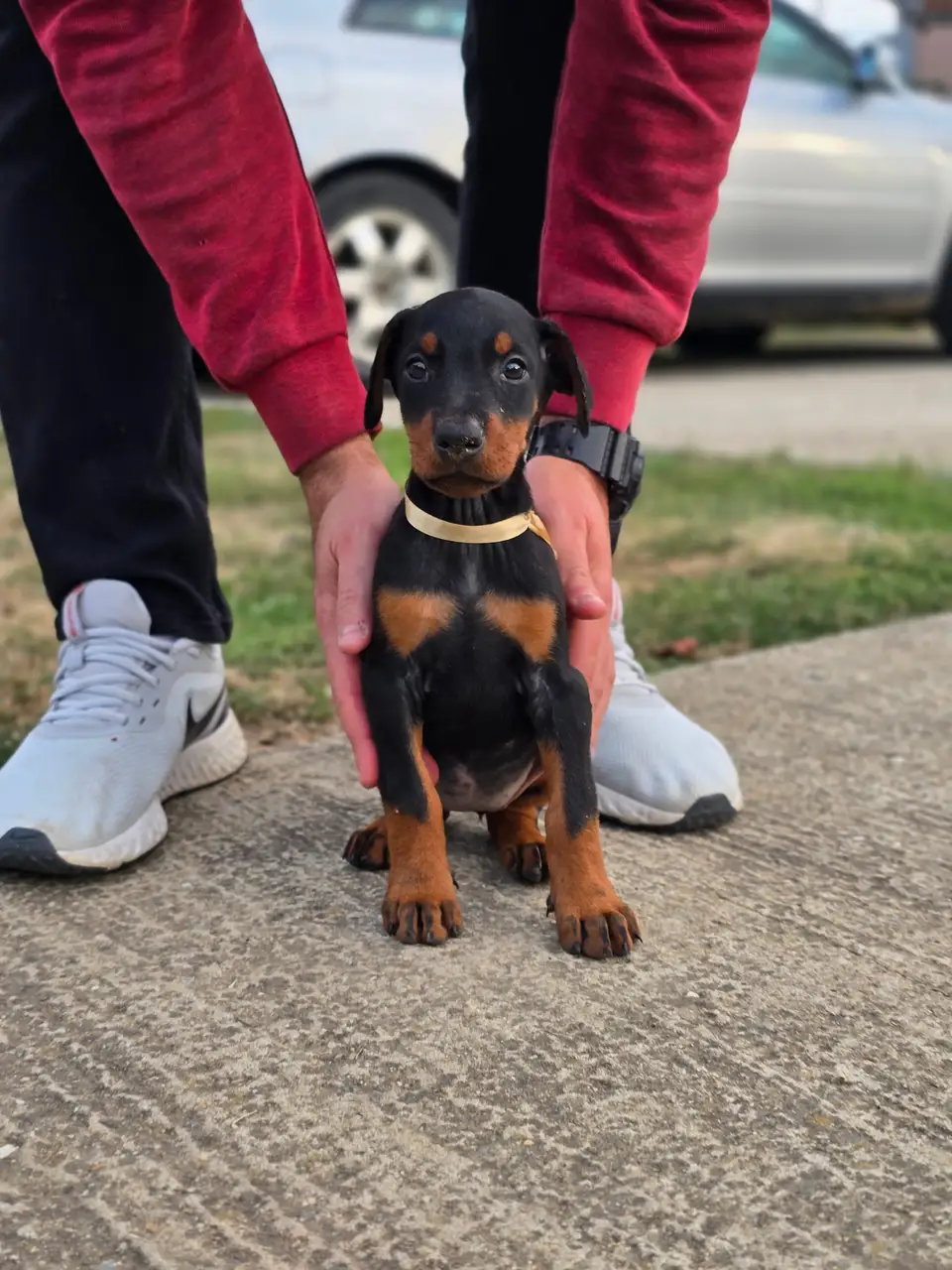 Gold, Doberman puppy, photo 1
