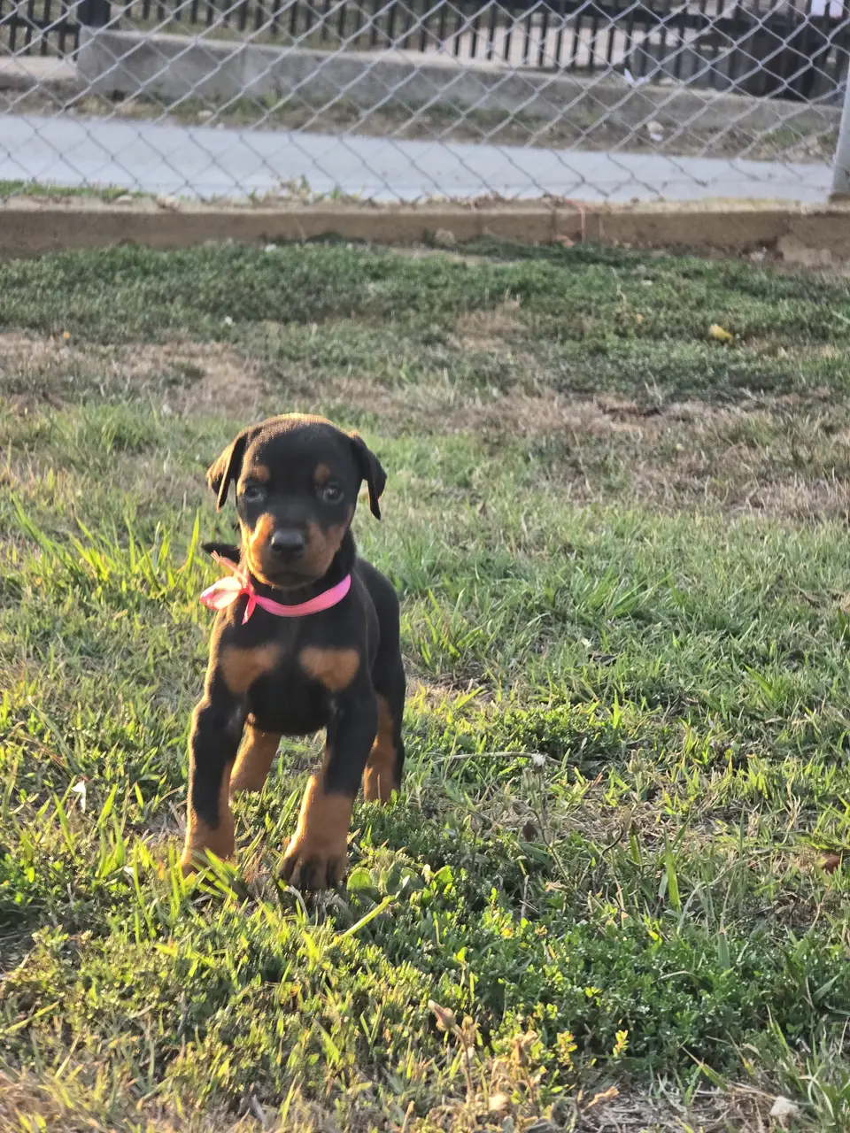 Pink, Doberman puppy