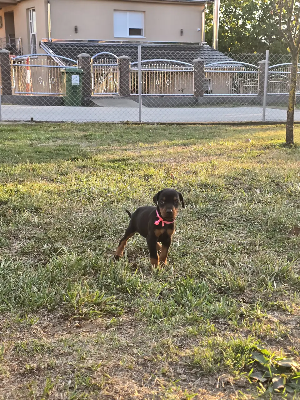 Pink, Doberman puppy, photo 1