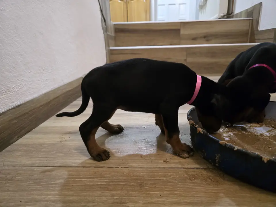 Pink, Doberman puppy, photo 1