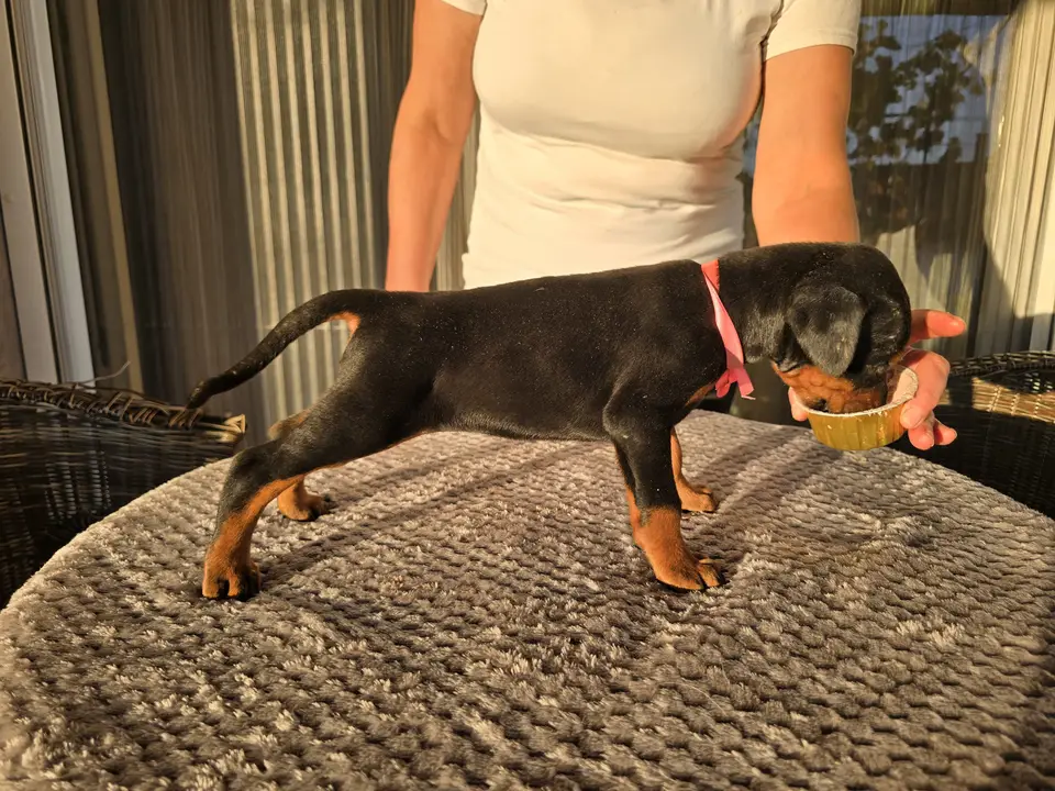 Pink, Doberman puppy, photo 2