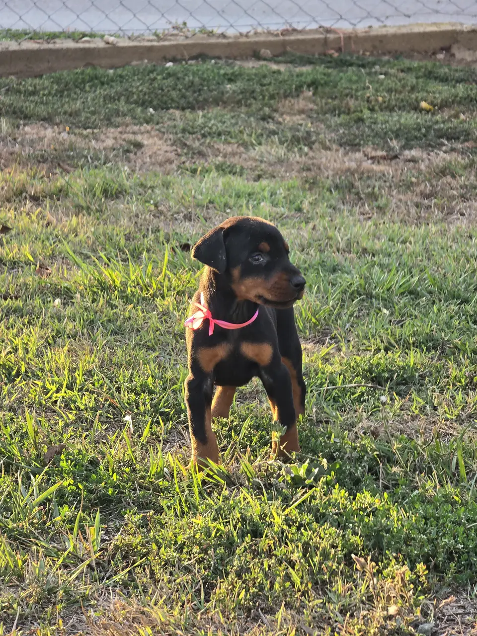 Pink, Doberman puppy, photo 3