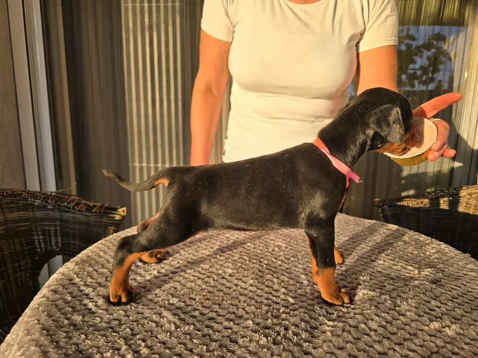 Pink, Doberman puppy, photo 4