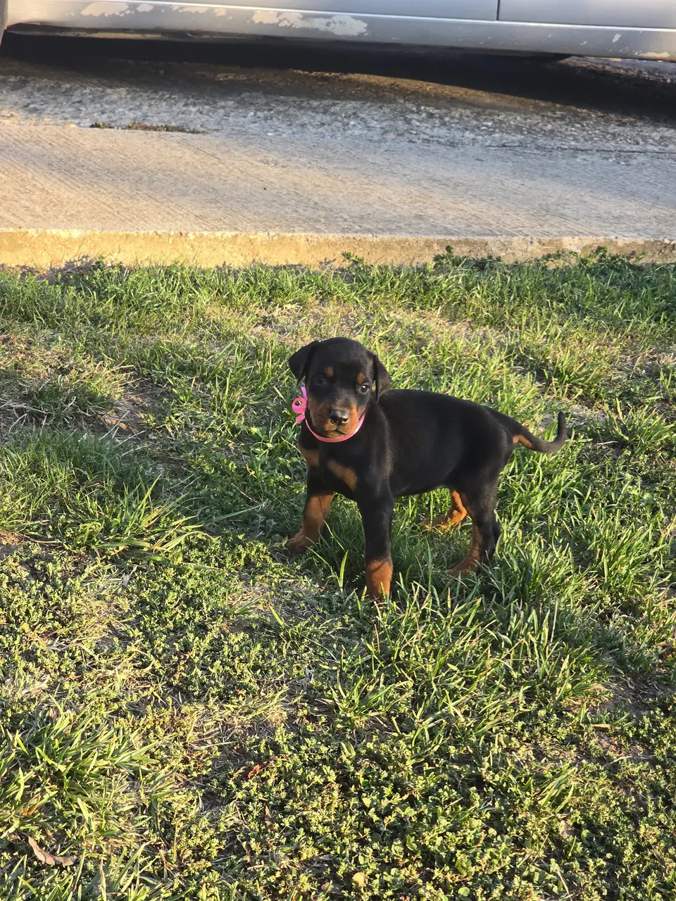 Pink, Doberman puppy, photo 5