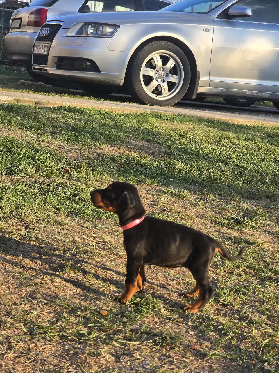 Pink, Doberman puppy, photo 6