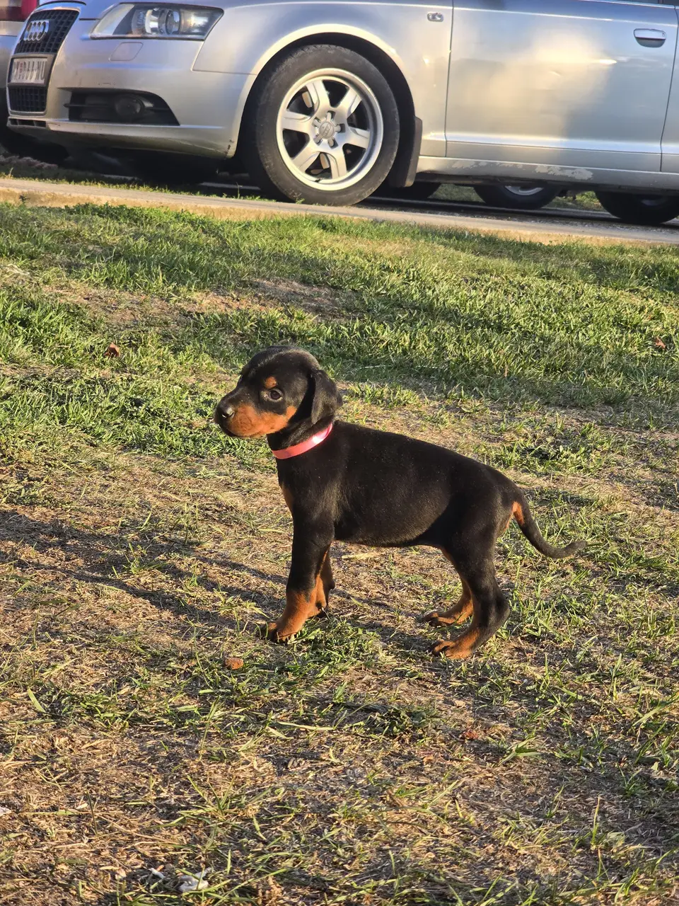 Pink, Doberman puppy, photo 7