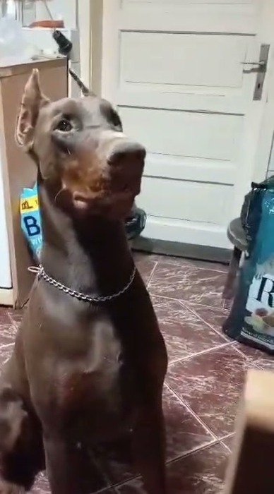 Simba del Cuore Nero, ojciec szczeniąt, brązowy podpalany doberman