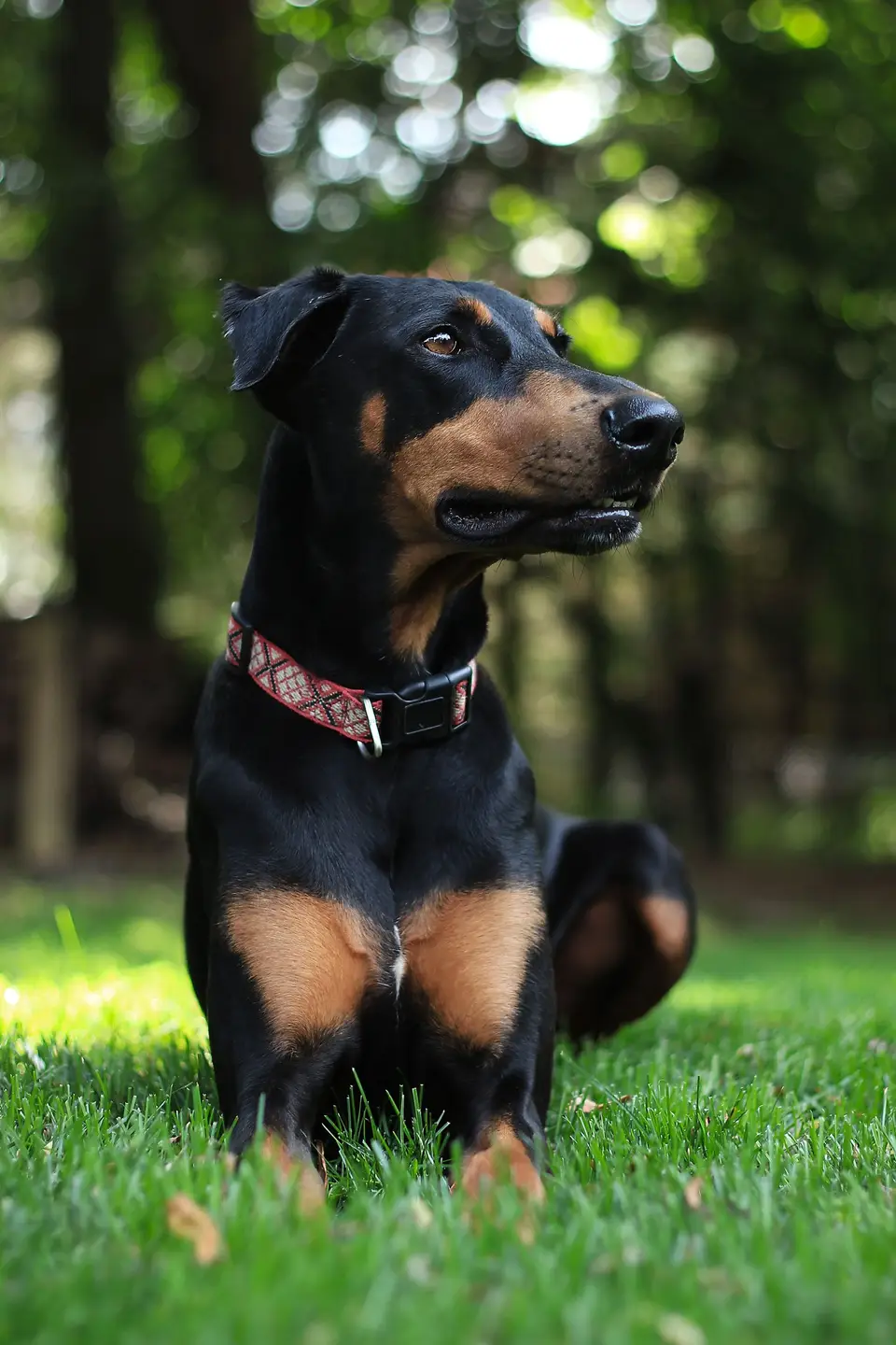 Czarne podpalane szczenię dobermana w różowej obroży leży na trawie