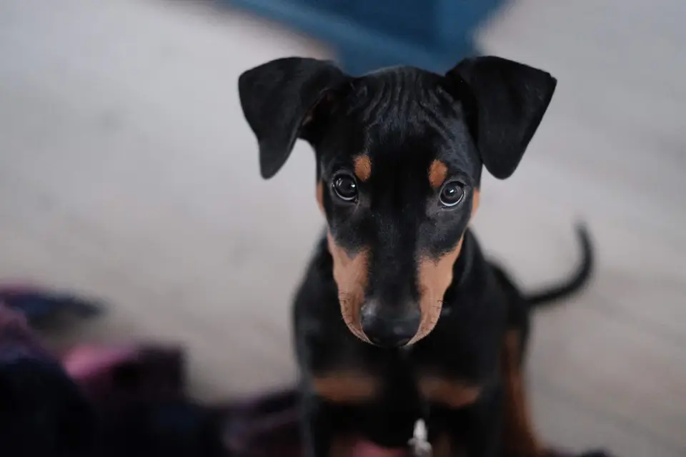 Czarne podpalane szczenię dobermana patrzy w obiektyw