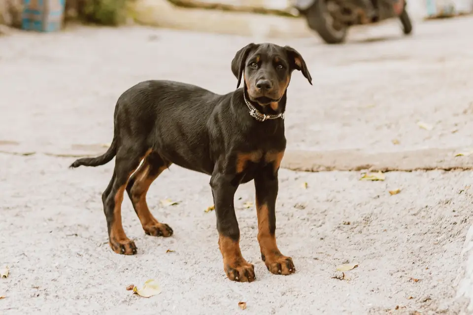 Szczenię dobermana stoi na jasnym piasku