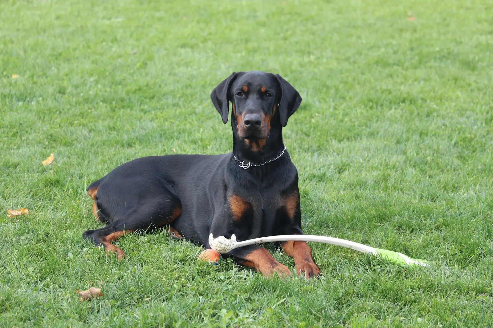 Doberman leży spokojnie na trawie w ogrodzie