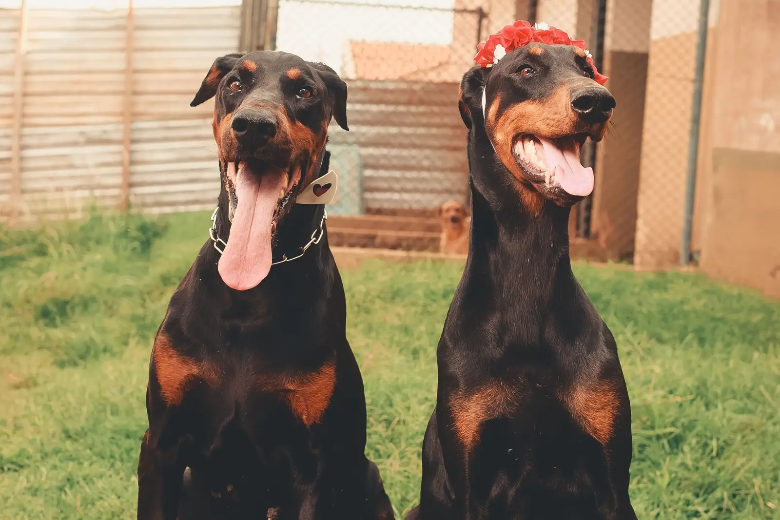 Dwa dobermany siedzą obok siebie na trawie