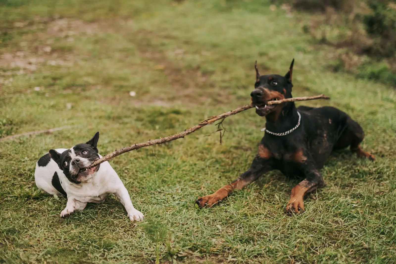 Doberman i buldog francuski bawią się patykiem na trawie