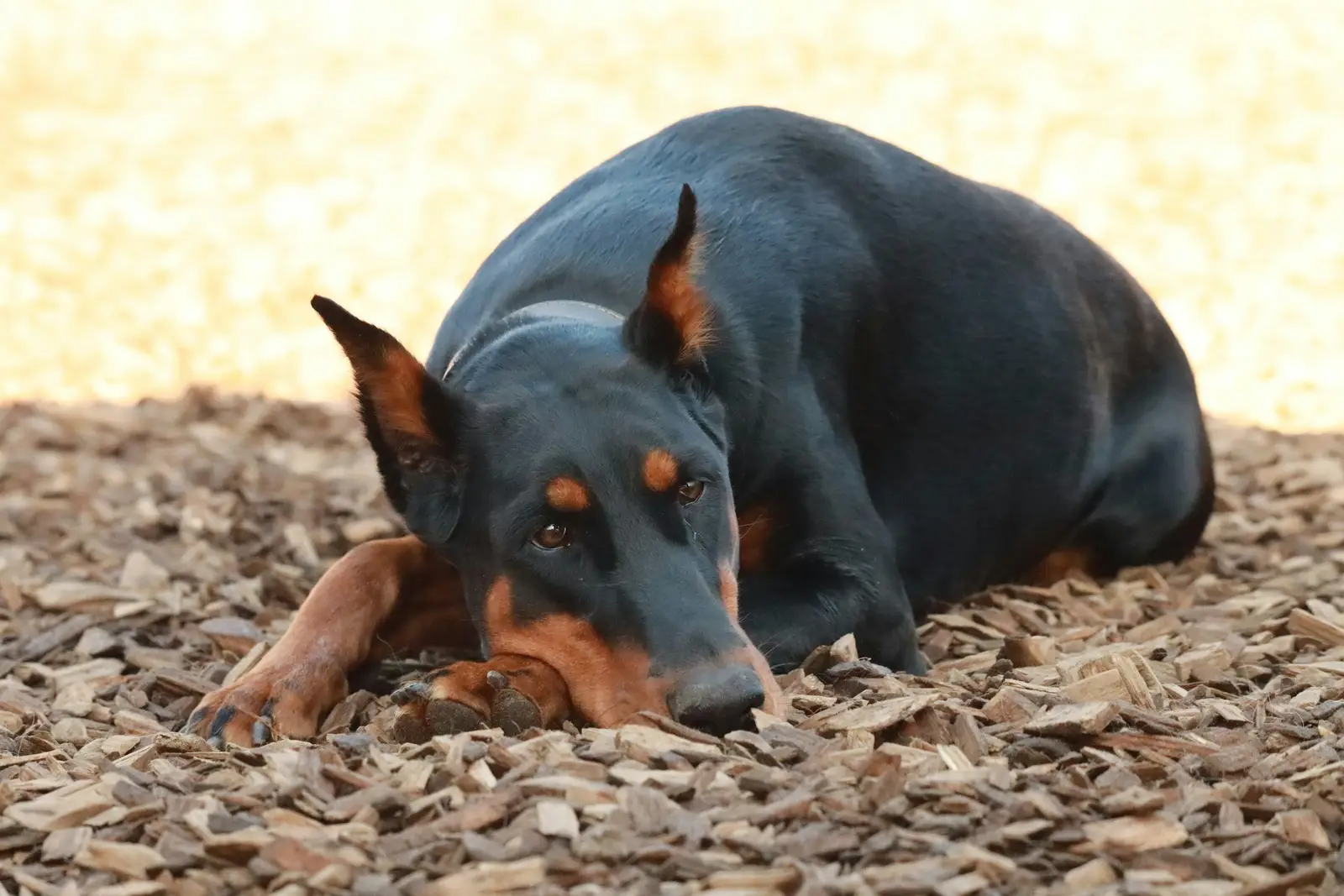 Doberman odpoczywa na zrębkach w ogrodzie