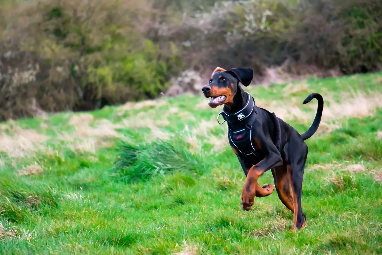 Dorosły doberman biegnie przez zieloną łąkę