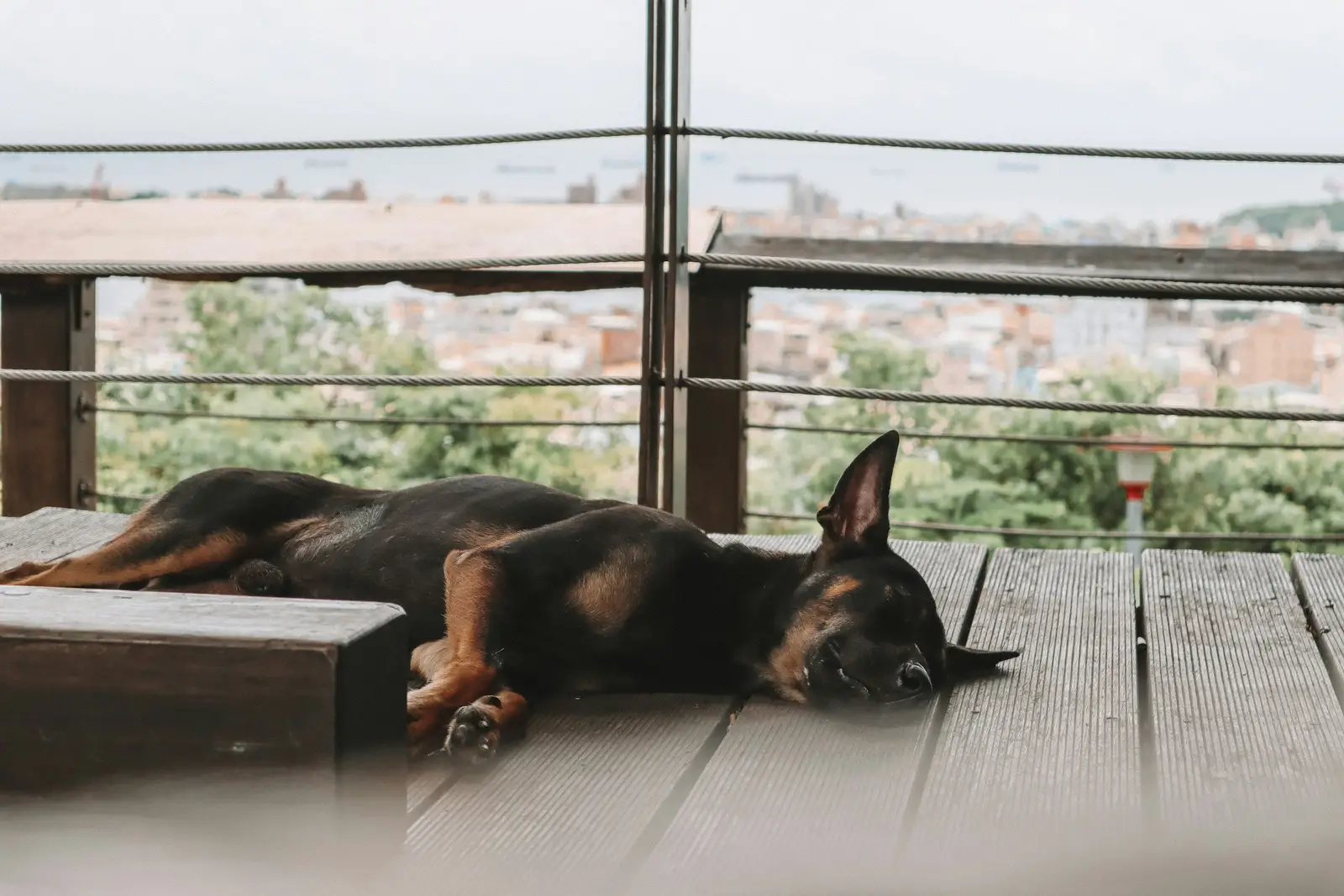 Doberman drzemie na drewnianym tarasie