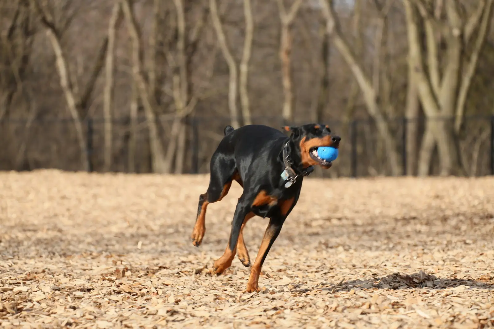 Doberman biegnie z piłką po parku