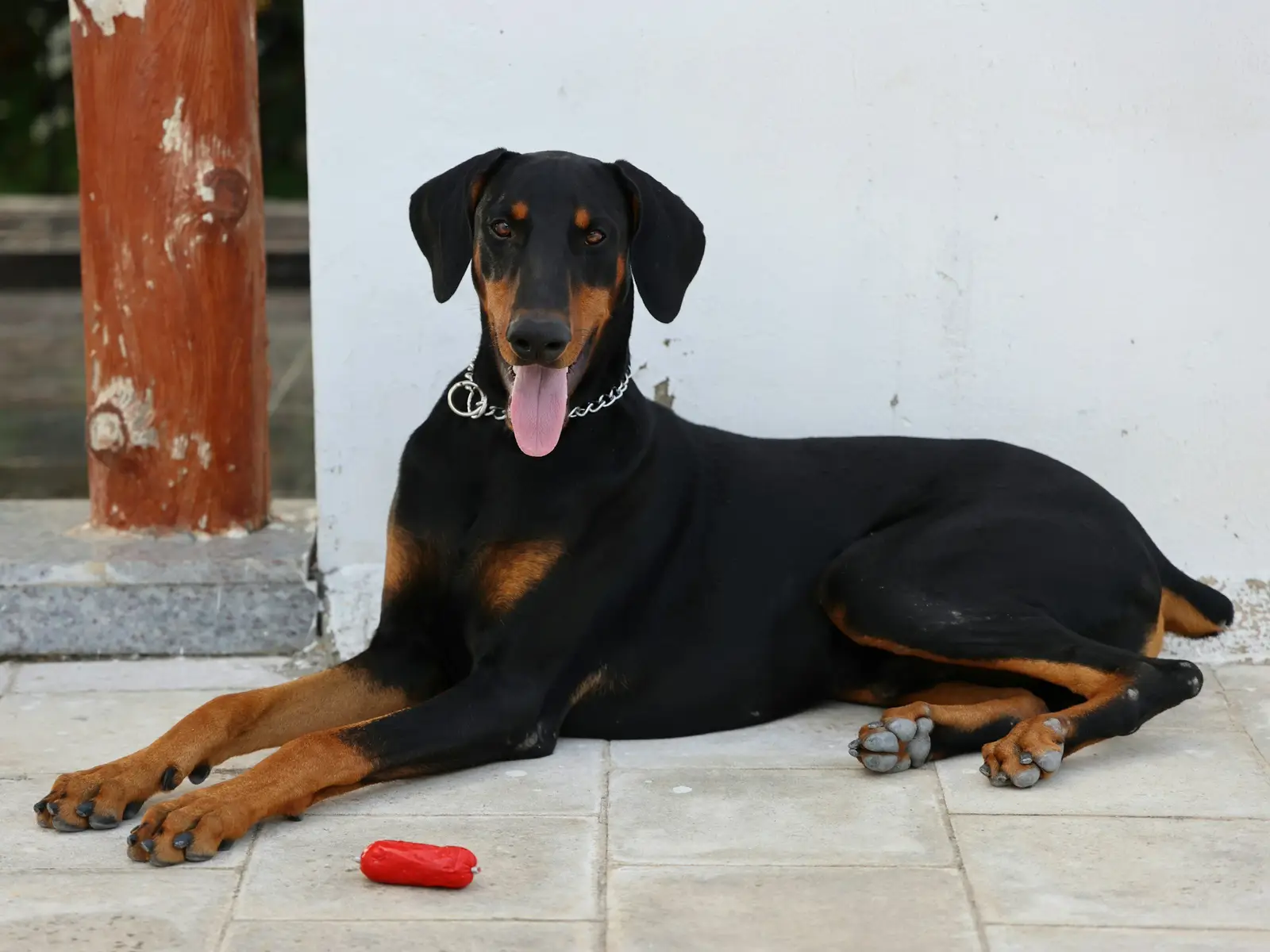 Doberman leży na podłodze w jasnym wnętrzu obok zabawki