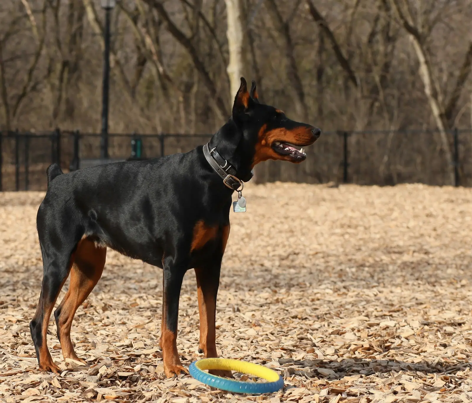Doberman stoi bokiem w parku, widoczna cała sylwetka