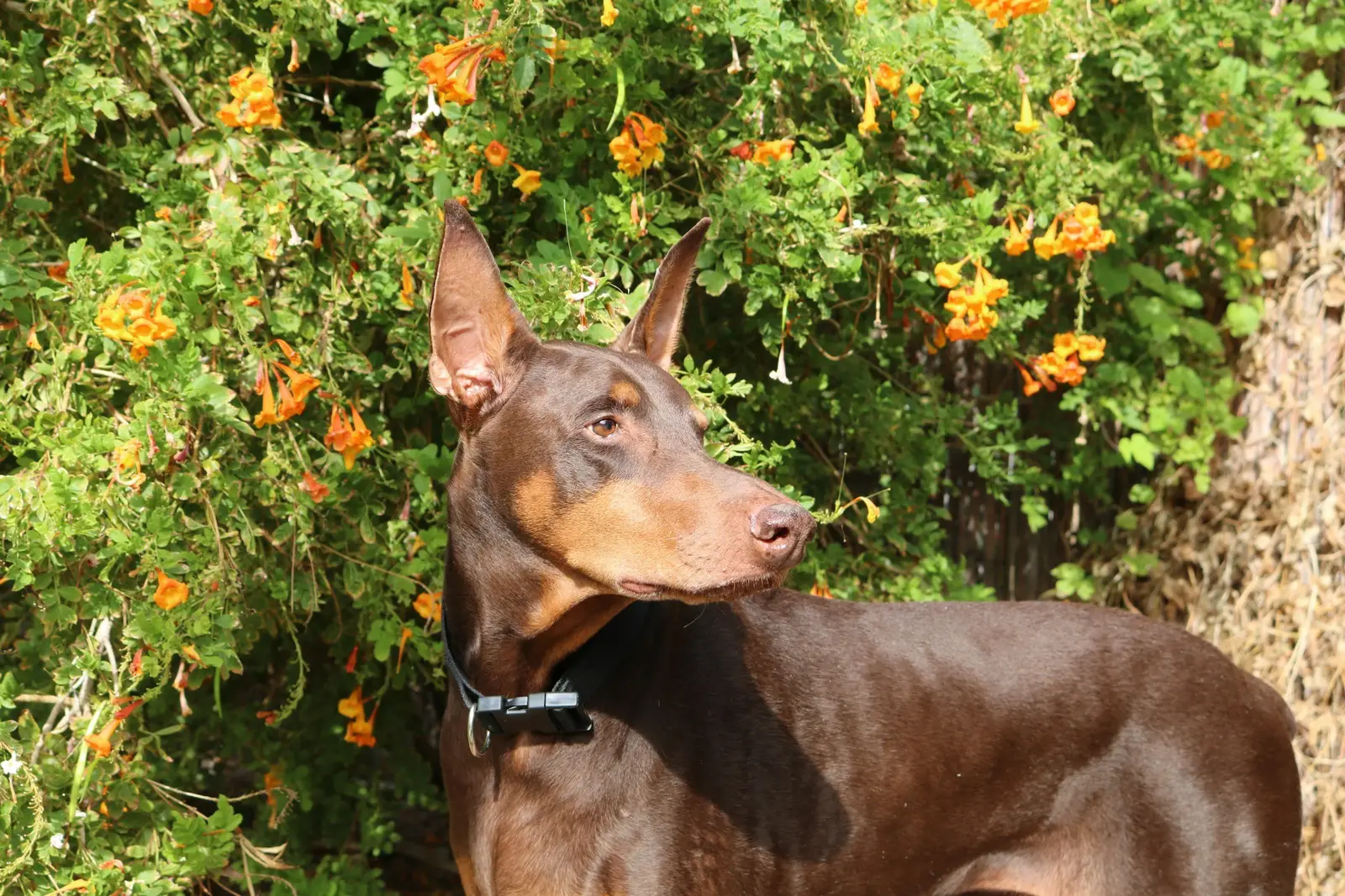 Brązowy podpalany doberman przed kwitnącym krzewem