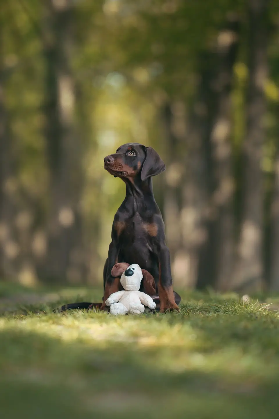 Szczenię dobermana siedzi na leśnej polanie obok pluszowej zabawki