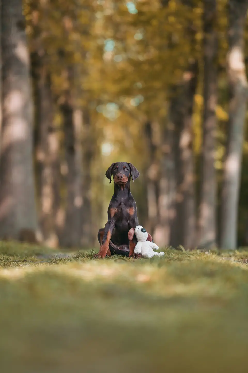 Szczenię dobermana z pluszową zabawką na leśnej polanie