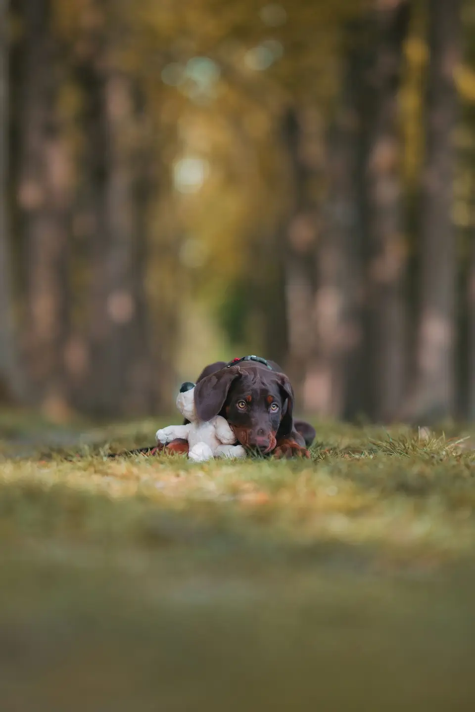 Szczenię dobermana leży z pluszową zabawką na trawie